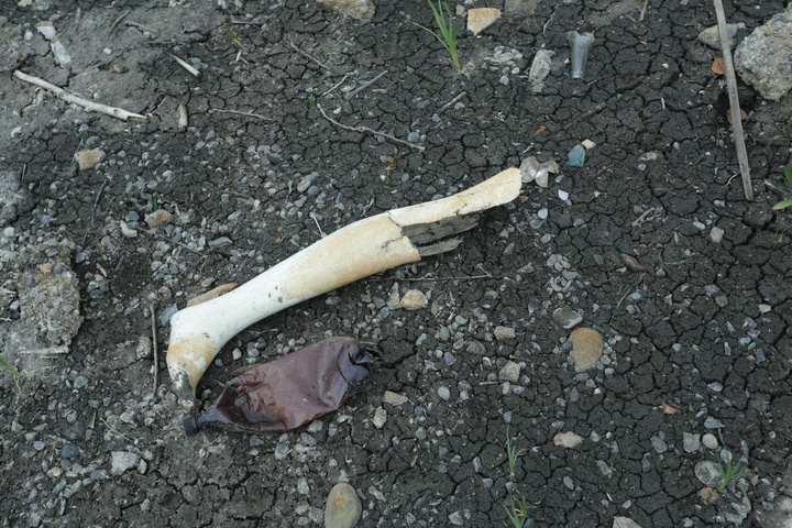 Dist Photo 1