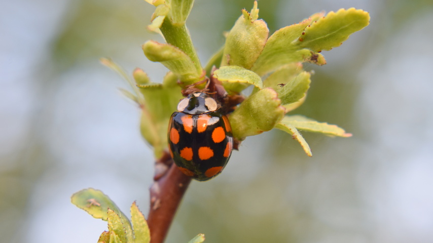 Dist Photo 1